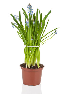 葡萄風(fēng)信子花盆栽隔離