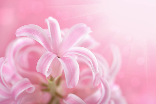 粉紅色的風(fēng)信子花