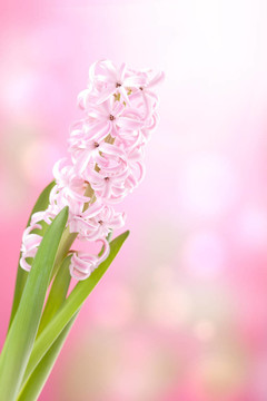 粉紅色的風(fēng)信子花