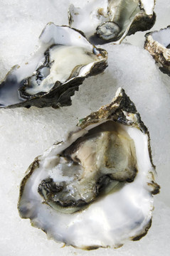 海鮮牡蠣