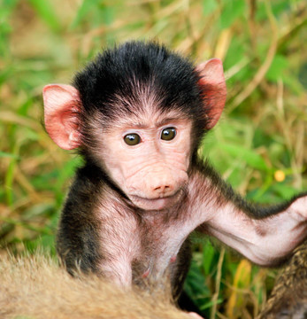 Baboon Baby Close