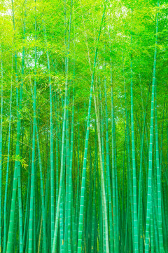 竹林竹子