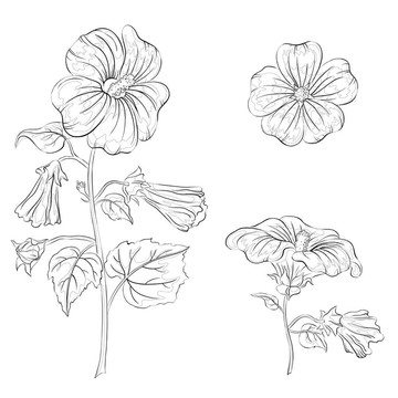 花葵；輪廓