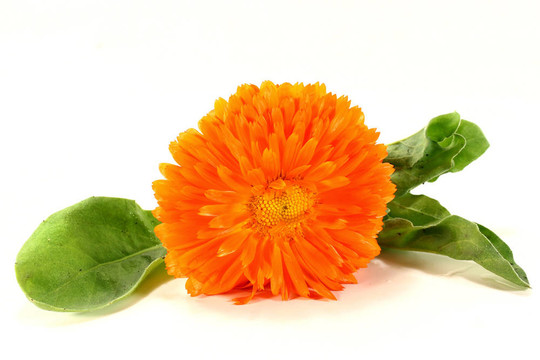 金盞花