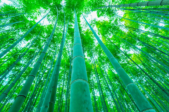 竹子竹林