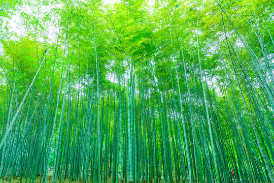 竹子竹林