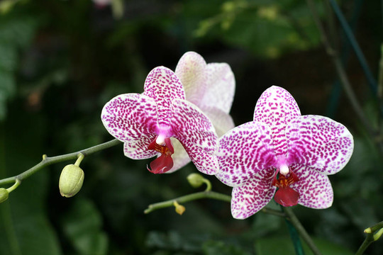 蘭花
