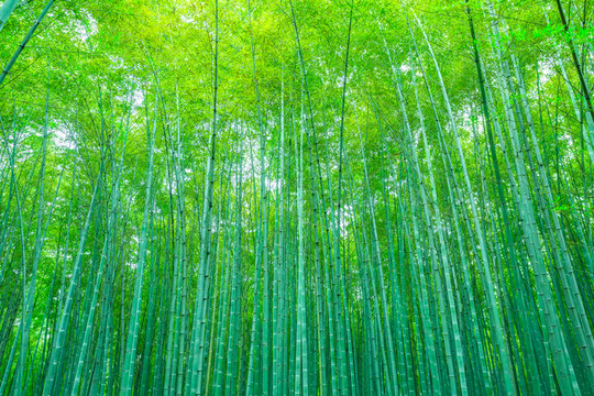 竹子竹林