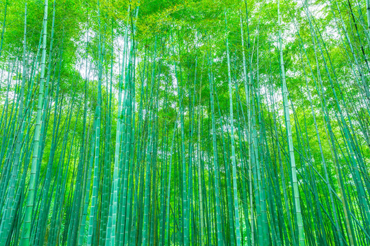 竹子竹林
