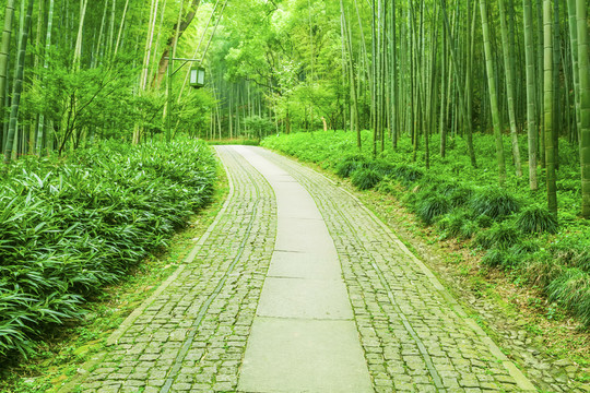 竹子竹林