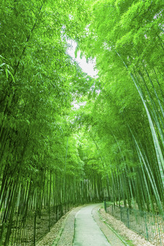 竹子竹林