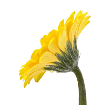 美麗的雛菊非洲菊