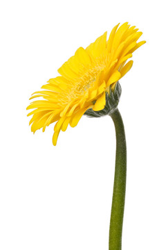 美麗的雛菊非洲菊