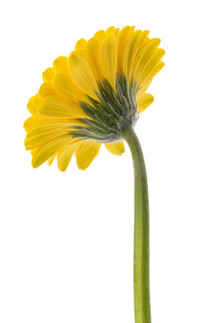 美麗的雛菊非洲菊