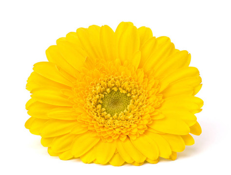 美麗的daisy gerbera flower