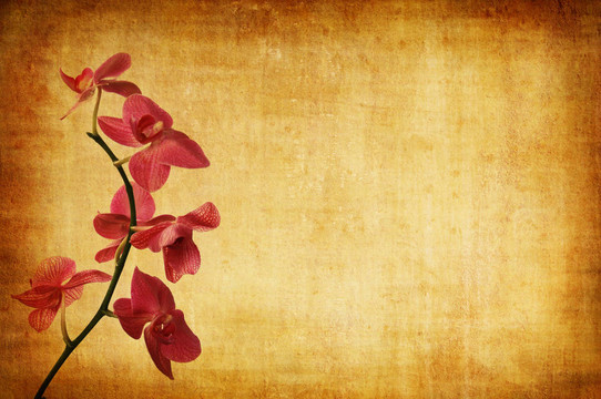 紫蘭花背景