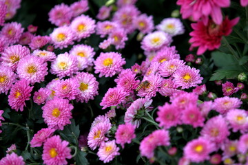 菊花