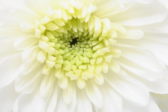 特寫：白色花的花瓣和黃色的心為背景或紋理紫菀