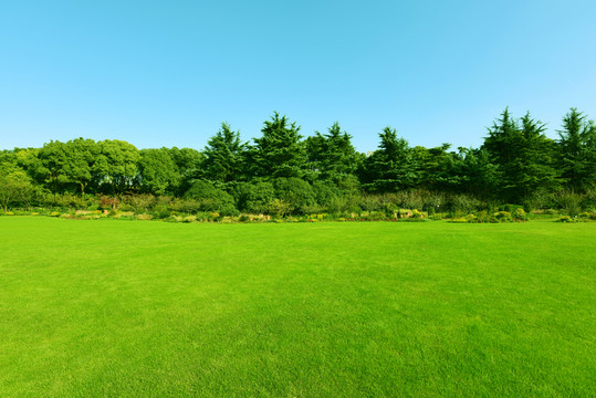 綠色樹林與草坪植被