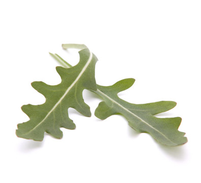 甜的生菜沙拉或火箭生菜葉子