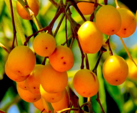 chinaberries
