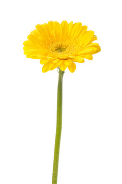 美麗的雛菊非洲菊