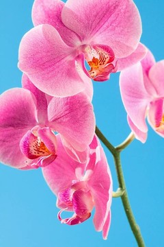 粉紅蘭花