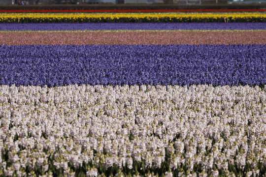 花園里的風信子花田