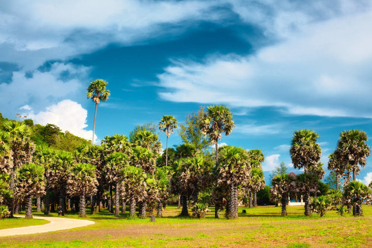 河流狀叢林公園