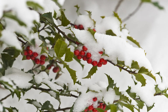 白雪覆蓋的冬青灌木