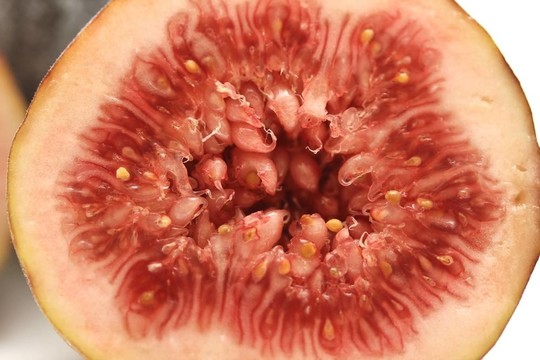無(wú)花果的果實(shí)