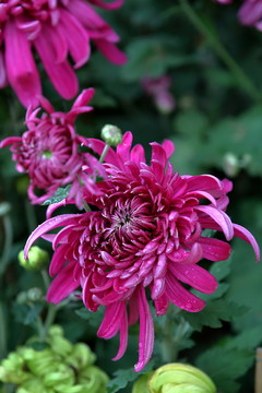 菊花