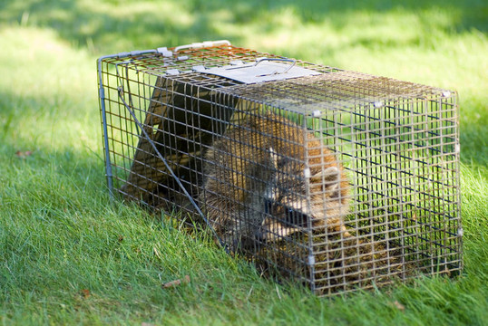 Raccoon Trapped在一個(gè)籠子里