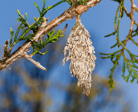 在冷杉枝Bagworm