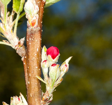 蘋(píng)果花背景花園