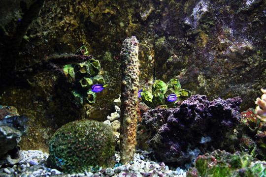水族箱背景