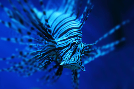 獅子魚(yú)