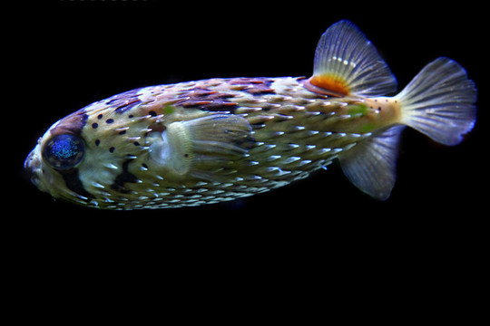 顏色奇特的魚