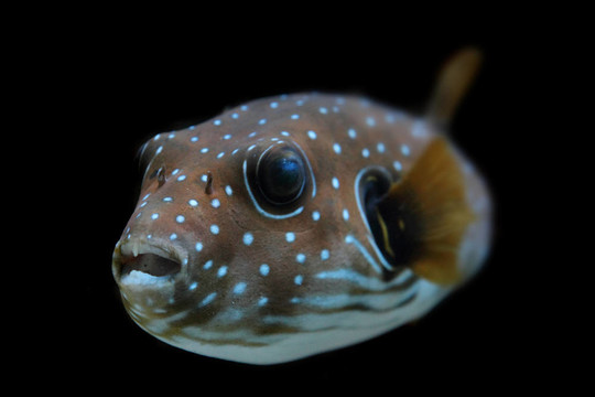 顏色奇特的魚