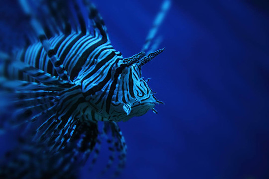 獅子魚