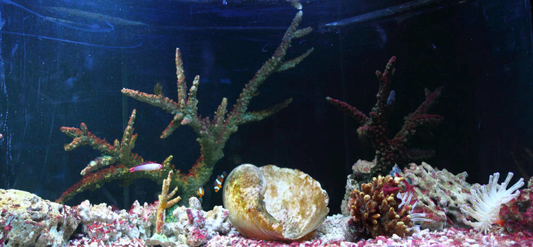 水族箱背景