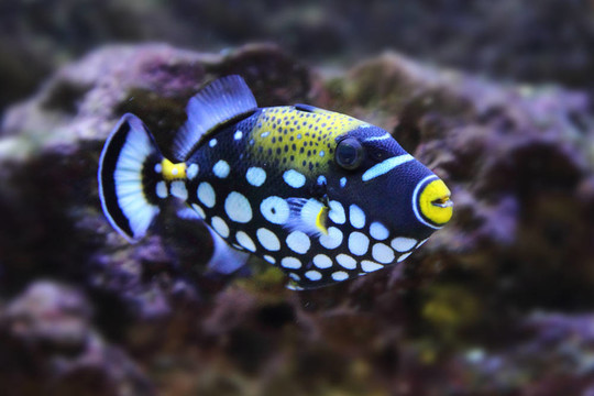 顏色奇特的魚