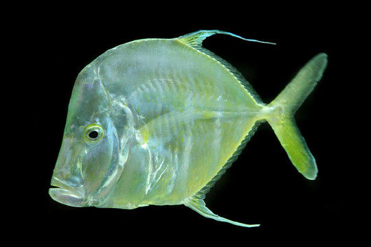 綠色外來(lái)魚(yú)