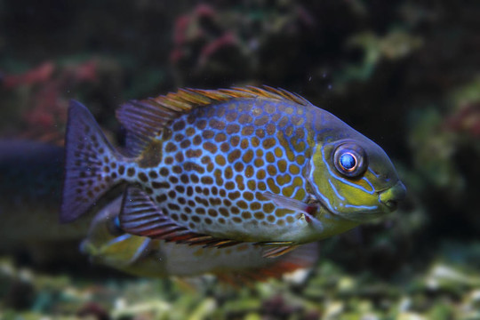 顏色奇特的魚(yú)
