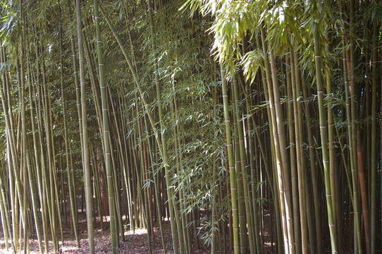 天然竹林