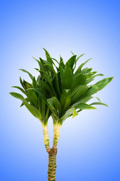 龍血樹(shù)屬植物對(duì)漸變背景