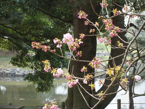 花枝樹