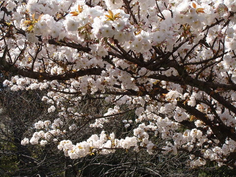 淺粉色櫻花枝