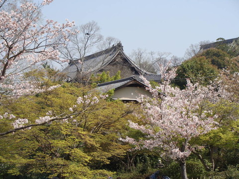 京都開花時間
