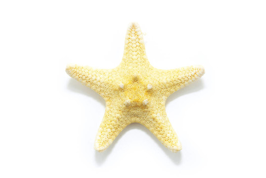 海星